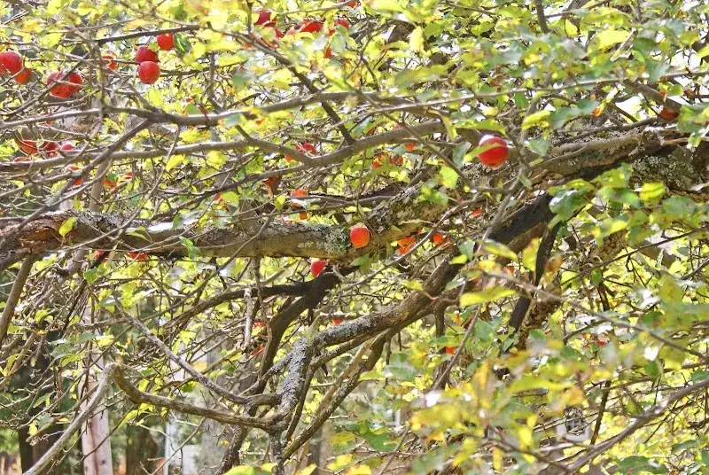 Ricketts Cidery in Benton, PA