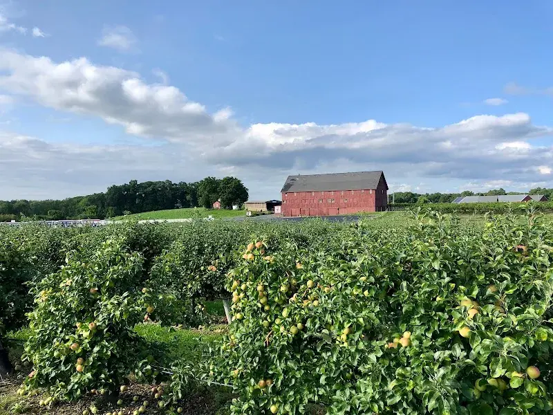 Belkin Family Lookout Farm - U-Pick Orchard - Taproom, Outdoor Dining and Market in Natick, MA